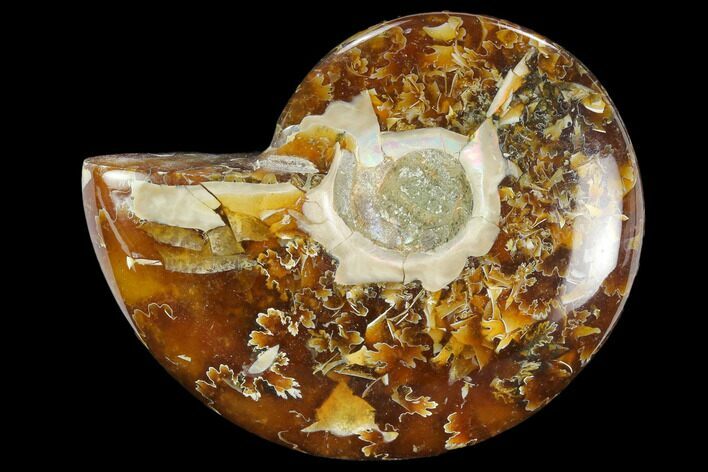 Polished, Agatized Ammonite (Cleoniceras) - Madagascar #119137